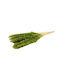 Dried Plant Pampas Grass Green 75cm ED Collection