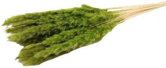 Dried Plant Pampas Grass Green 75cm ED Collection