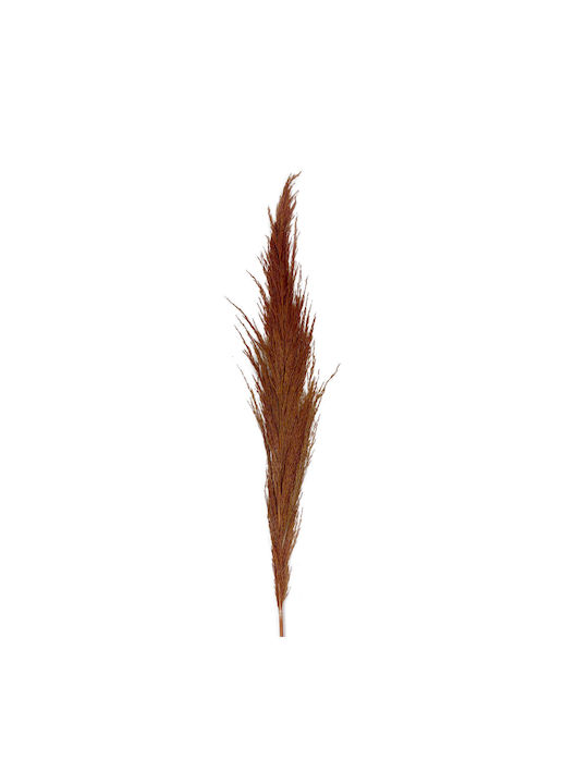 Dried Plant Pampas Grass Orange 1pcs