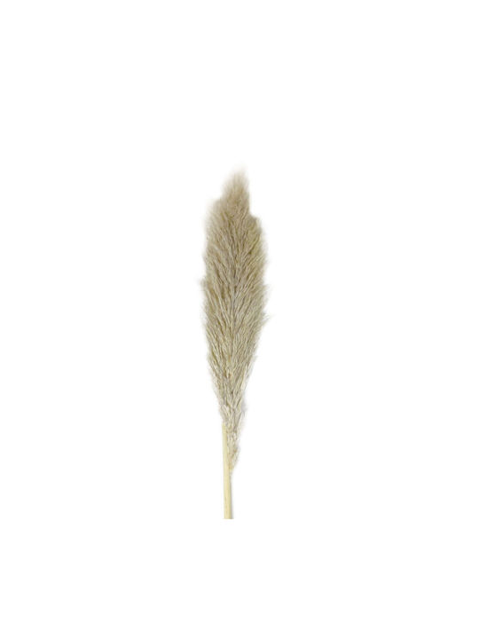 Dried Plant Pampas Grass