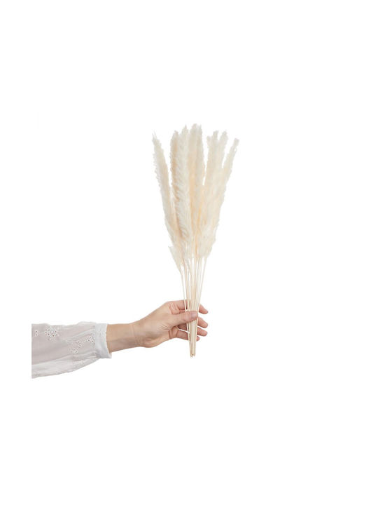 Μπουκέτο από Pampas grass Λευκό 12cm Butlers