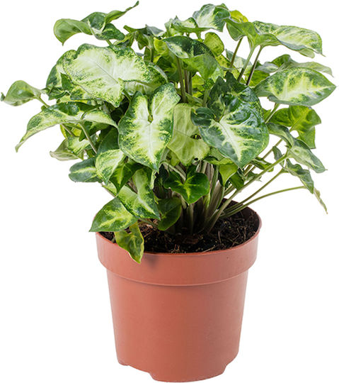 Syngonium Innenbereich Höhe 25cm Terrarium