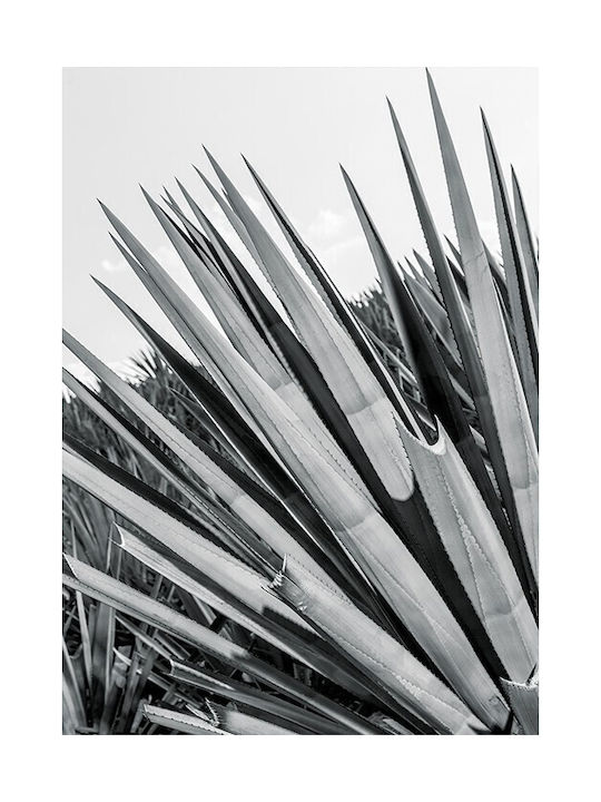 Walls Poster Yucca Leaves WALLS 102575 02 09 015 020 15x20cm