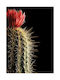 Walls Poster Flowering Cactus 15x20cm