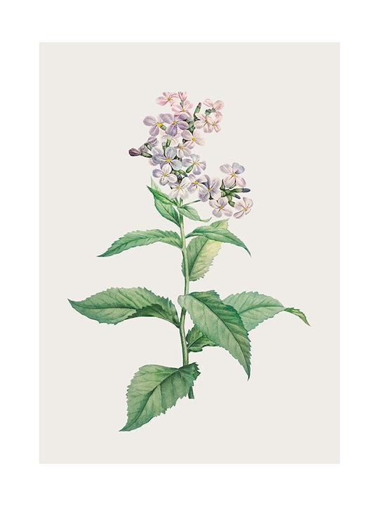 Walls Αφίσα Gillyflower 15x20cm