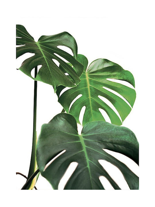 Walls Αφίσα Monstera 15x20cm