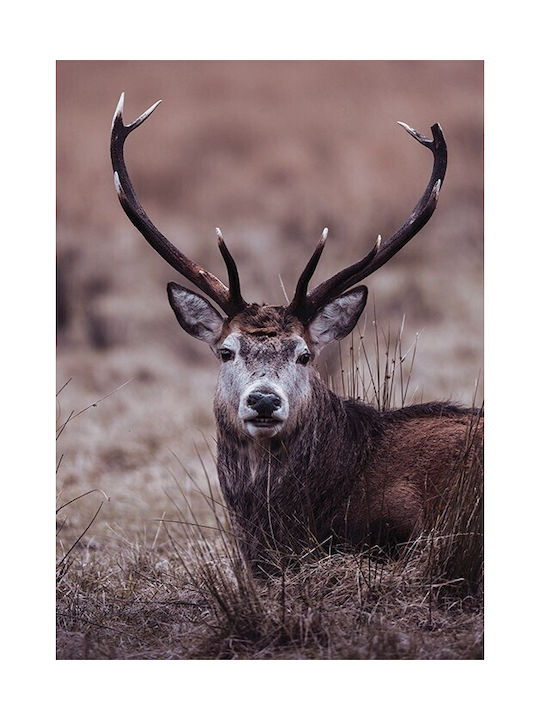 Walls Poster Wild Deer 15x20cm