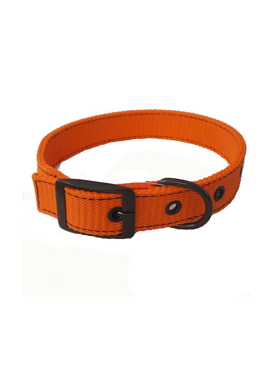 Funky Pet Dog Collar in Orange color