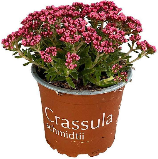 Crassula 'schmidtii' Roz 12cm