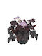 Heuchera 'indian Summer Black' 12cm