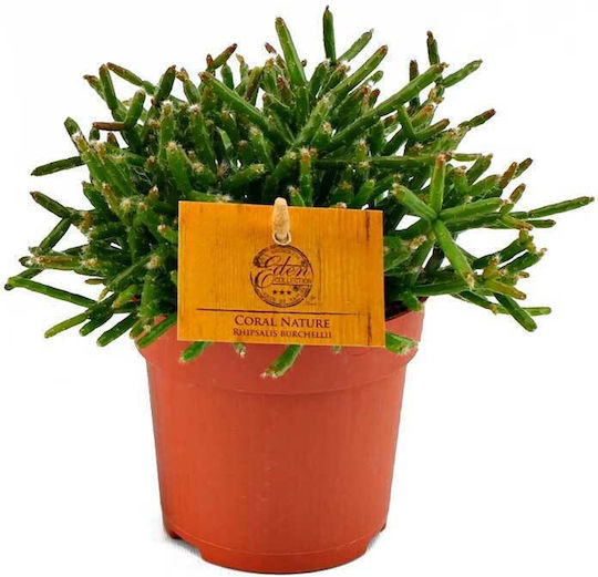 Rhipsalis Burchelli 10,5cm