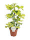 Green Leaf Schefflera
