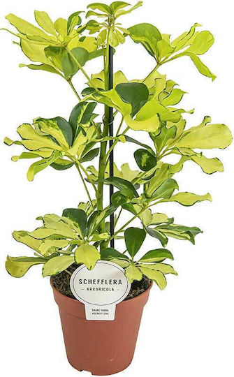 Schefflera 'melanie' 13cm