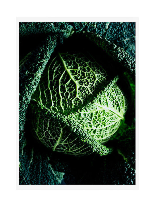 Walls Savoy Cabbage Painting on Canvas 40x50cm