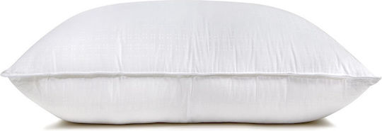Hauz 