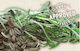 Geo Bavicchi Seeds Fennel Green Organic Farming 50gr