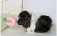 Kerbl Treat for Guinea Pig, Rabbit and Hamster 80gr