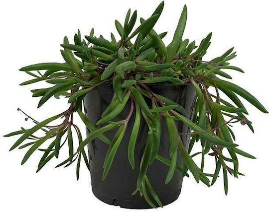 Senecio mov 12 cm
