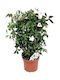 Pandorea Jasminoides 19cm