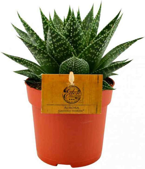 Gasteria Aurora 10.5cm