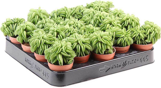 Peperomia 'happy Bean' 5.5cm