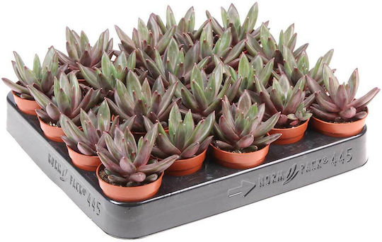 Echeveria 'izar' 5,5cm