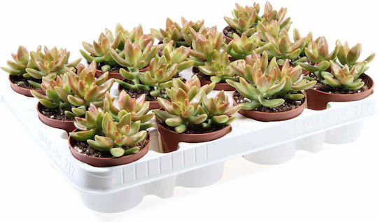 Sedum Nussbaumerianum 8.5cm