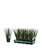 Sansevieria Cylindrica 'ветрило' 12cm