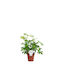 Schefflera 'gerda' Branched 13cm