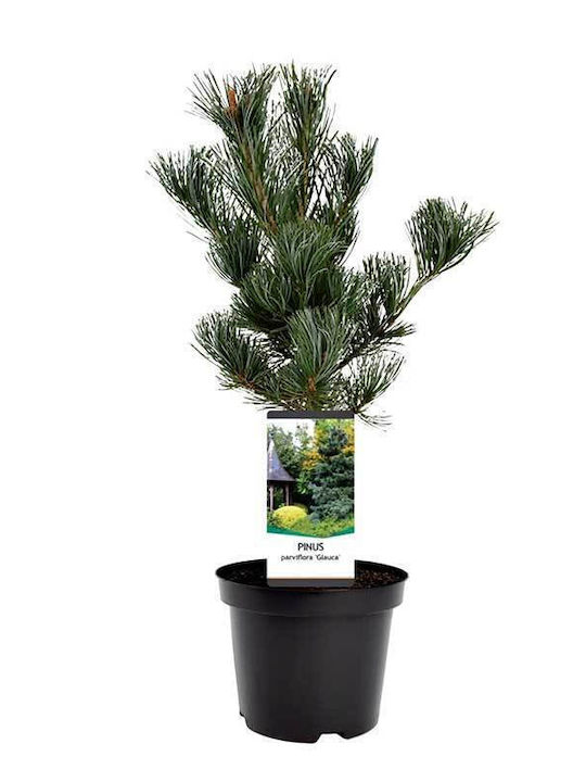 Pinus Parviflora 'glauca' 19cm