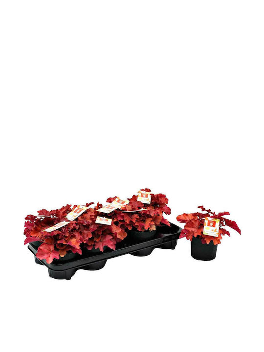 Heuchera 'boysenberry' 12cm Heuchera 'boysenberry' 12cm
