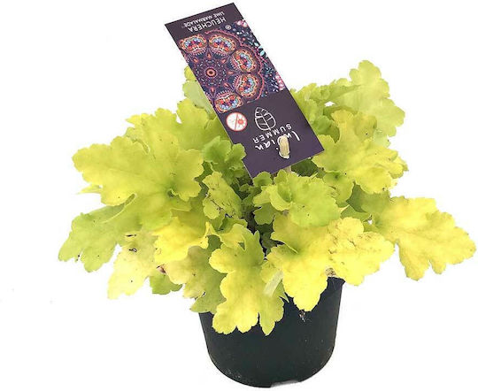 Хойхера Височина 25см HEUCHINLIME12CM