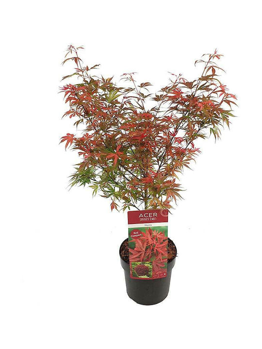 Acer 'shaina' 19cm