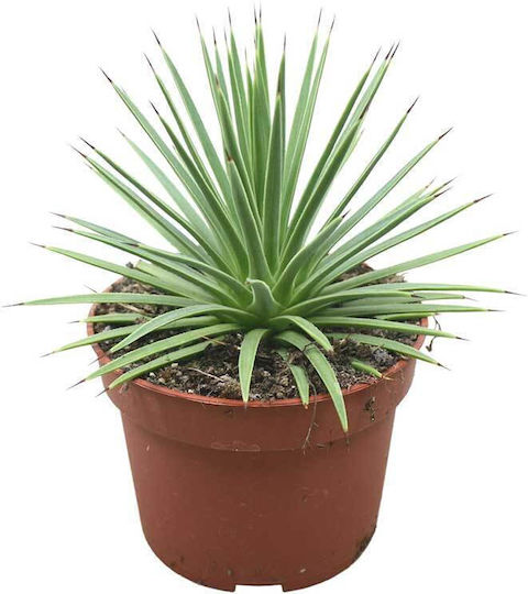 Succulent AGAVESTRNANA10.5CM