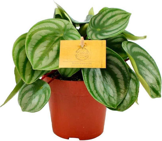 Peperomia Argyreia 12cm