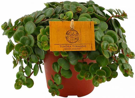 Sedum Makinoi 10.5cm