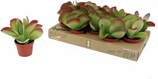 Kalanchoe 'flapjack' 10.5cm