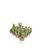 Green Leaf Cactus