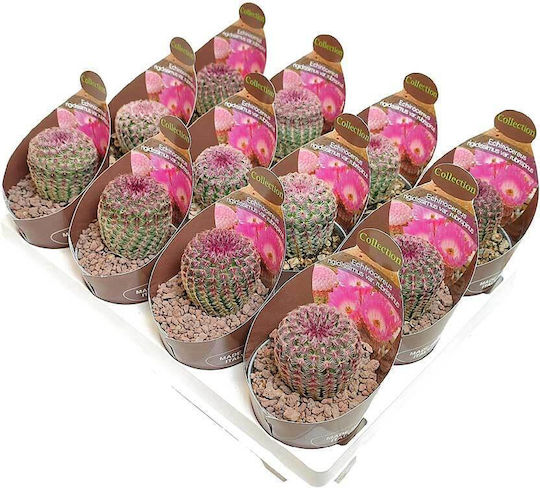 Echinocereus 'rubispinus' 6.5cm