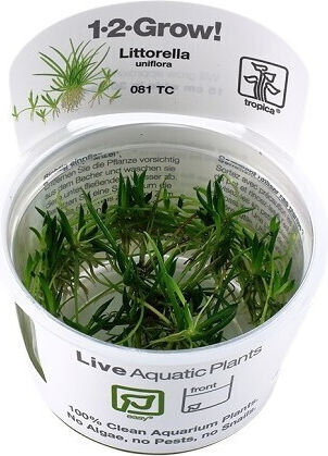 Tropica Littorella Uniflora 1-2-Grow!