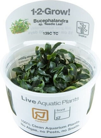 Tropica Bucephalandra Needle Leaf 1-2-Grow Ζωντανό Φυτό Ενυδρείου Bucephalandra