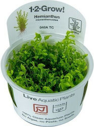 Tropica Hemianthus Micranthemoides 1-2-Grow! Lebende Aquariumspflanze Hemianthus Kuba 22787