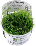 Tropica 1-2 Grow! Lebende Aquariumspflanze Helanthium