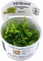 Tropica 1-2 Grow Plantă acvatică vie Pogostemon