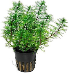 Tropica Potted Myriophyllum 12284