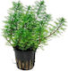 Tropica Potted Lebende Aquariumspflanze Myrioph...