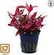 Tropica Reineckii Rosanervig Potted