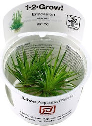 Tropica 1-2-grow Plantă acvatică vie