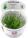 Tropica 1-2-grow Ζωντανό Φυτό Ενυδρείου