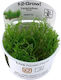 Tropica Moss 1-2-grow Lebende Aquariumspflanze Taxiphyllum